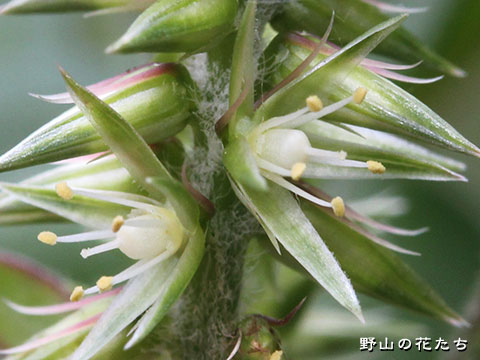 ヒナタイノコヅチ－花３