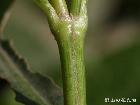 ナガエツルノゲイトウ－茎