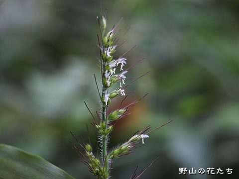 ケチヂミザサ－花