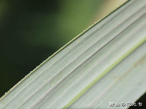 ハチジョウススキ－葉