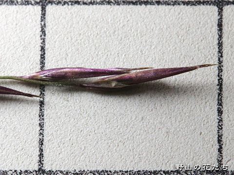セイタカヨシ－花３