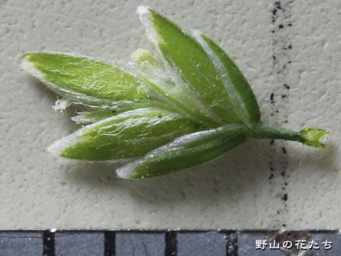 ミゾイチゴツナギ －花２