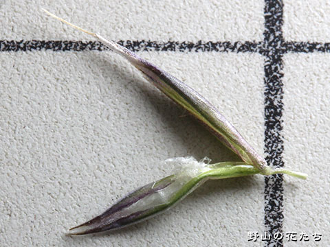 オニウシノケグサ－花５