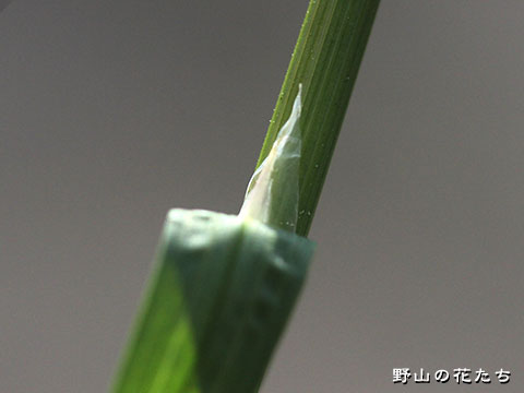 タマオオスズメノカタビラ－鞘