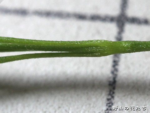 カニツリグサ－花４