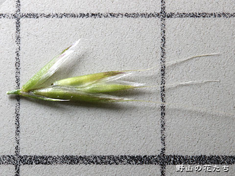 カニツリグサ－花３