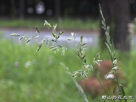 スズメノチャヒキ－花