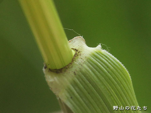 スズメノチャヒキ－鞘