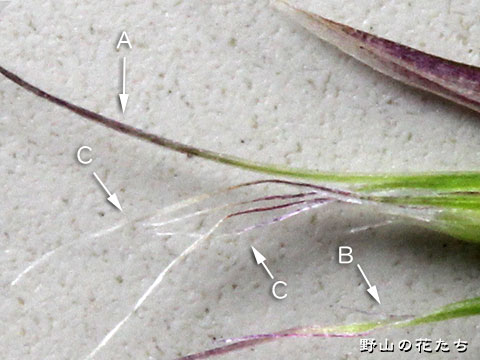 カニツリノガリヤス－花４