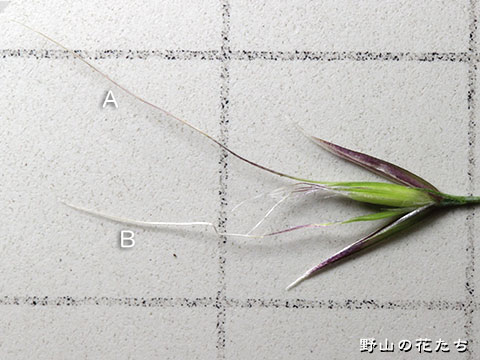 カニツリノガリヤス－花３