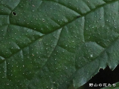 ヤマトキホコリ－葉