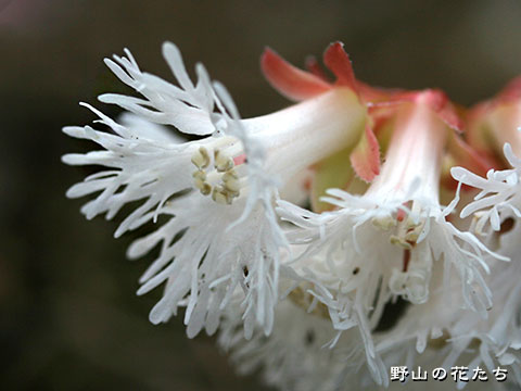 ヤマイワカガミ－花