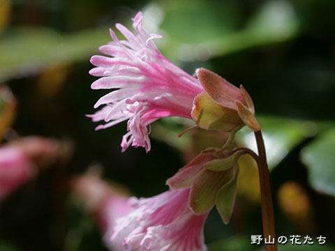 アカバナヒメイワカガミ－花
