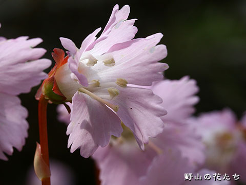 コイワウチワ－花