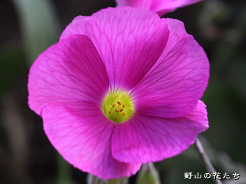 ハナカタバミ－花