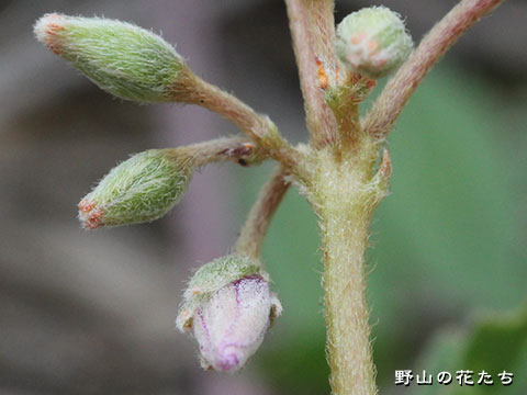 イモカタバミ－花３