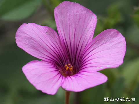 イモカタバミ－花