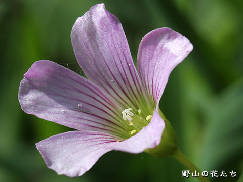 ムラサキカタバミ－花