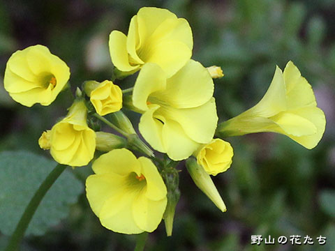 オオキバナカタバミ－花
