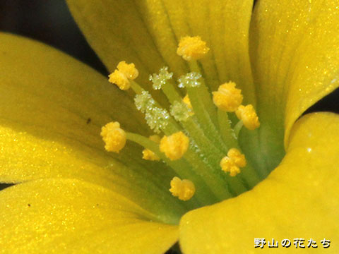 カタバミ－花