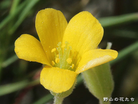 ケカタバミ－花
