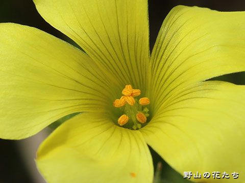 オオキバナカタバミ－花２
