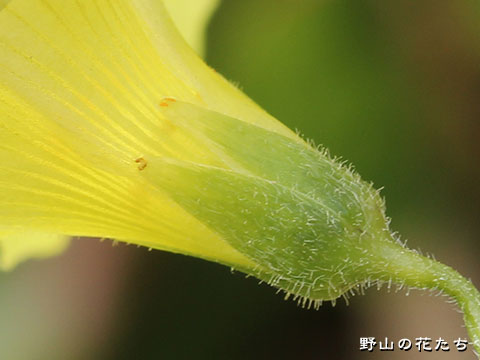 オオキバナカタバミ－花３