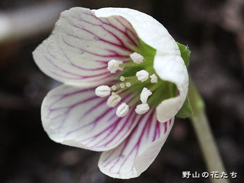 オオヤマカタバミ-花