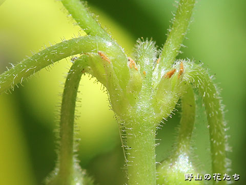 オオキバナカタバミ－花４