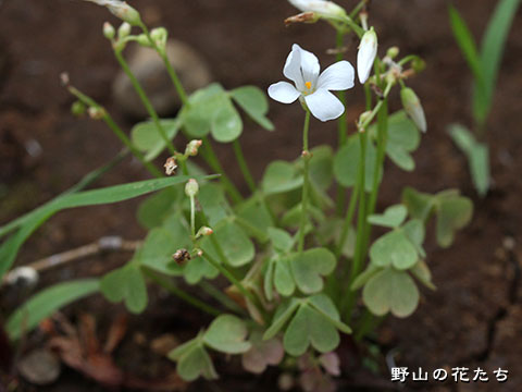 カタバミ－白花