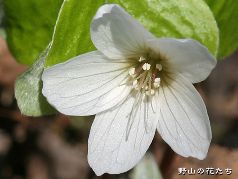 ミヤマカタバミ－花