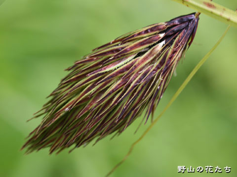 タヌキラン－花２