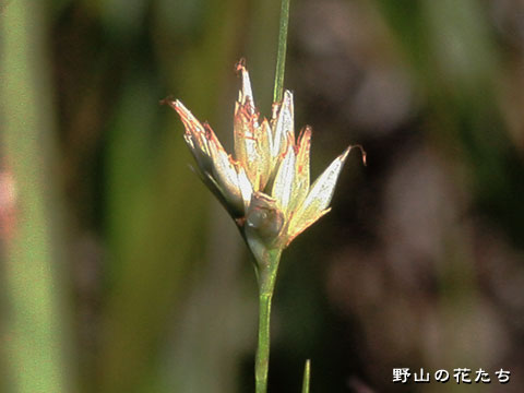 ミカヅキグサ－花