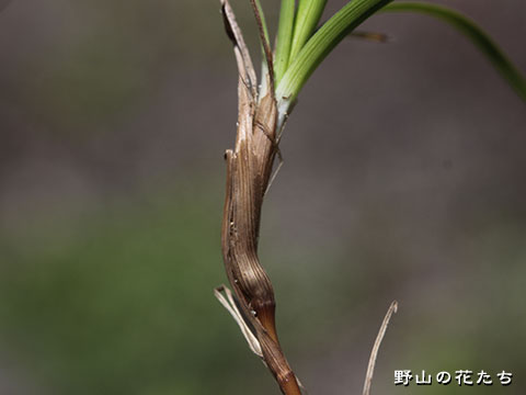 ハマアオスゲ－茎
