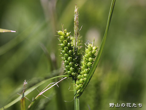 アワボスゲ－花