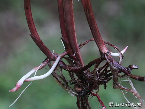 コアゼガヤツリ－根茎