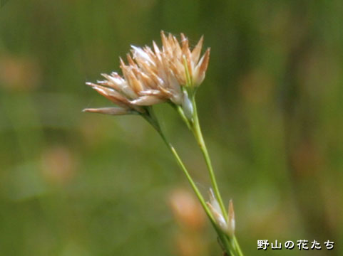 ミカヅキグサ－花