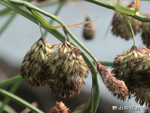 タヌキラン－花