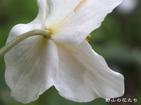 シラユキゲシ－花２