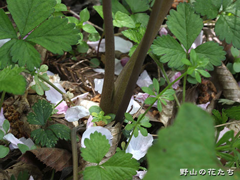 シラユキゲシ－茎