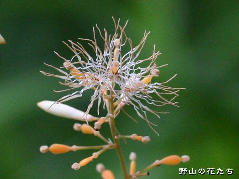 タケニグサ－花