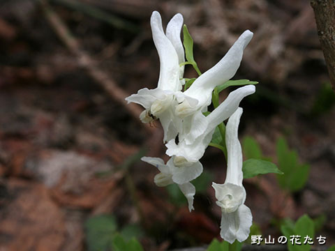 シロバナオトメエンゴサク－花
