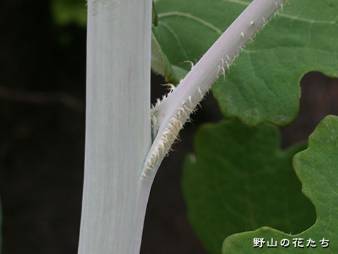 タケニグサ－茎