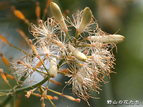 ケナシチャクパギク－花