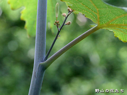 ケナシチャンパギク－茎