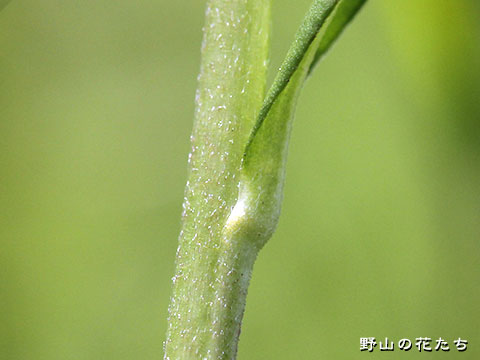 ホソバオグルマ－茎