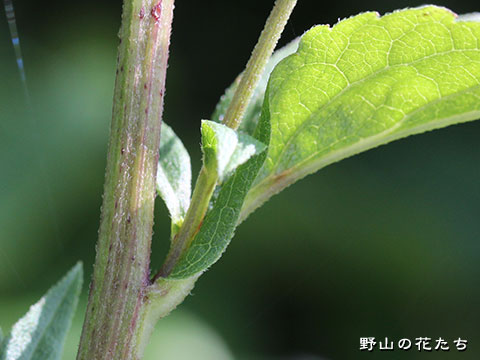 ミヤマアキノキリンソウ－茎