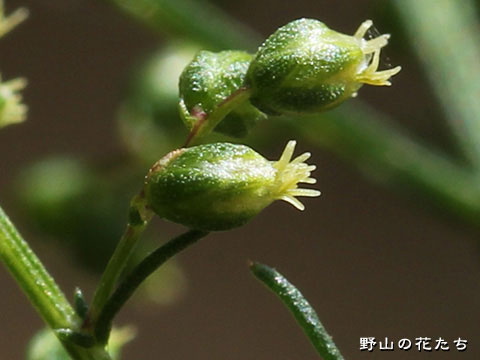 カワラヨモギ－花３