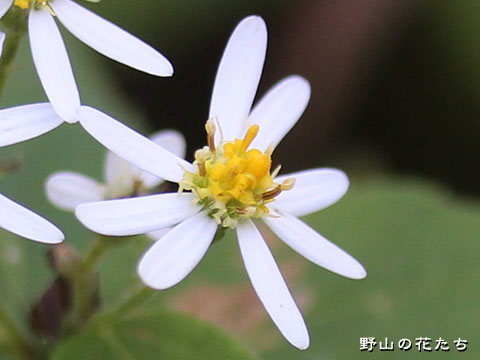 タマバシロヨメナ－花