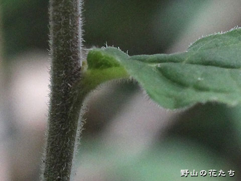 イナカギク－茎・葉